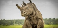 Attempts at saving the Northern White Rhino from extinction through assisted reproduction.
