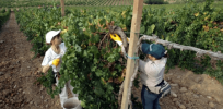 62% less pesticides: What could be the consequences if Italy follows Europe’s mandate to cut use of crop protection chemicals in half?