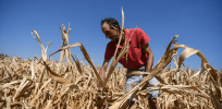 Viewpoint: Facing unprecedented drought, Europe debates embracing sustainable, climate-flexible, insecticide-reducing genetically modified crops