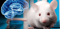 Human and rat brain cells merge