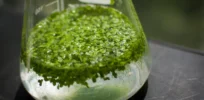 Next generation biofuel: Genetically-modified duckweed can grow in wastewater, and it yields seven times more oil than soybeans