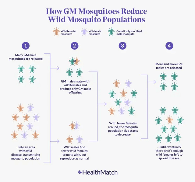 how gm mosquitoes reduce wild mosquito populations