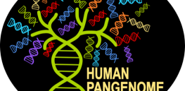 Diversity, inclusion and the Human Pangenome Project: Why capturing human genome diversity in our 4-letter language is such a big deal
