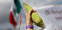 Viewpoint: Once a biotechnology innovator, Mexico puts its farm economy in a vise, jeopardizes grain trade with the US with GMO and herbicide bans