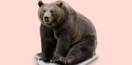 These key grizzly bear genes keep them diabetes-free over long winter hibernations — offering clues to how we might better treat the disease in humans