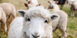 use of sheep in gene-editing