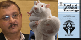 Podcast: Seralini's infamous rat study 10 years later — Looking back at the retracted research linking GM corn and glyphosate to cancer