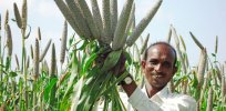 Biofortification of staple crops: How the mundane pearl millet grain was transformed into a ‘hunger fighting’ gladiator