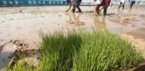Rice paddies in the desert? How China is creating productive farmland and growing ‘seawater rice' using heat-tolerant biotech crops