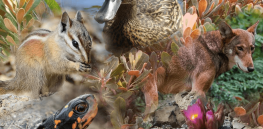 ‘Domino extinction effect’: Here’s what might happen to humans if key animal species start dying from climate change