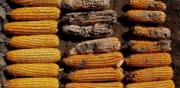 Fact check: Associated Press debunks social media claims that GMO corn can cause cancer