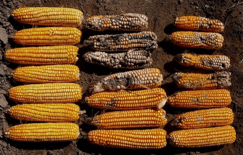 Fact check: Associated Press debunks social media claims that GMO corn can cause cancer