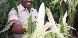 Kenya lifts 10-year old ban on importation and planting of GMOs