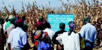Kenya approves GMOs after 10-year ban