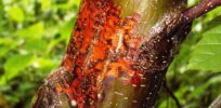Viewpoint: ‘The fight to save America’s iconic chestnut tree has become a civil war’