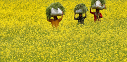 India’s highest court weighs approval of GM mustard, its first biotech food crop