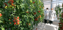 Gene-edited GABA-enhanced tomatoes begin shipping in Japan