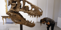 Want to buy a 76-million year old T-rex skull as an art object for your living room? Here’s how