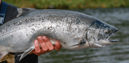 Podcast: How lab-grown fish can save Alaska’s threatened wild salmon stocks