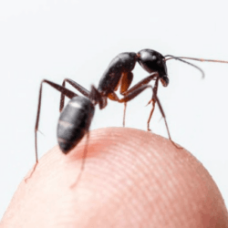 are ants or humans the superior species