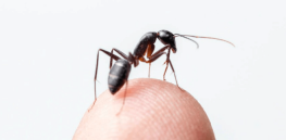 are ants or humans the superior species