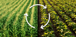 How can US farmers adapt to climate change? Environmental Defense Fund offers five key options