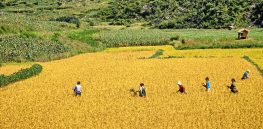 67 tons: Harvest of first commercial-quality GMO beta carotene-enriched Golden Rice nears completion in Philippines