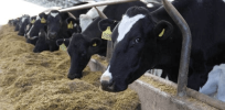 Beyond the ‘yuck factor’: Precision fermentation of bacteria could dramatically soften environmental footprint of livestock-linked food production