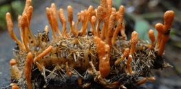Cancer-fighting mushrooms? Insect-eating cordyceps fungi could help produce new antiviral and cancer drugs