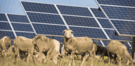 Viewpoint: Is solar swallowing farmland? Environmental industry advocates challenge Trump administration claims