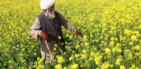 Here's the background on India’s newly-approved high-yielding genetically modified mustard
