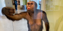 ‘Unseen connections’: Iconic 3-million-year-old hominim Lucy marks 48th anniversary with a selfie