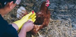 Poultry meat and eggs are the most common sources of Salmonella infections. Here’s how CRISPR could address the problem and keep you from getting sick