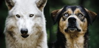 Video: Where did the wolf go? Here’s why dogs are so friendly towards humans