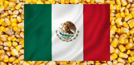 ‘The supply just isn’t there’: Brazil, Argentina and US push back on Mexico’s looming GMO corn ban