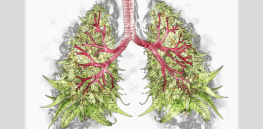 Smoking weed increase risk of developing emphysema