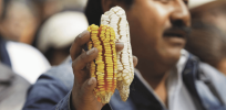 Mexico’s GM corn ban could drive country's economy down 42%, expert warns