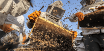 Challenging misconceptions: Global managed honeybee population increasing, not decreasing, finds Nature study, but not keeping up with population growth