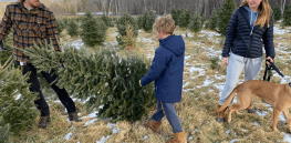 Is your festive Christmas tree damaging the planet?