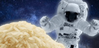 'Space seeds’: First rice seeds grown and harvested in orbit return to Earth
