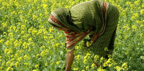 India's Supreme Court mulls impact of green lighting GM crops on peasant woman farm laborers, who will no longer need to hand-weed