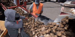 Potato farming experts push back on restrictive EPA pesticide regulations