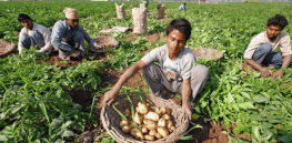 ‘Their joy knows no bounds’: Nigerian farmers welcome first harvest of disease-resistant genetically modified potatoes as a possible end to the ‘nightmare’ of late-blight potato disease