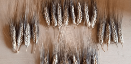 Here’s how a treasure trove of plant genetics helped develop drought-tolerant wheat that farmers in arid countries are ‘falling in love with’