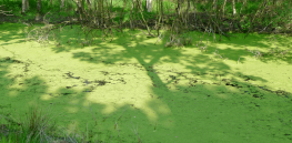 Viewpoint: ‘We’re pushing our food systems past their breaking point’ – Why acre for acre, algae is a model sustainable food
