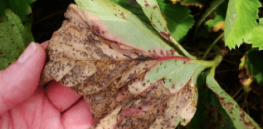 Viewpoint: ‘40% of all crops grown are lost to pests and disease' — That’s we need regulatory reform and automation to promote gene editing