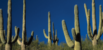 Crops that tolerate droughts and climate change? Here's how cactus genes could help