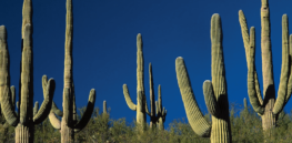 Crops that tolerate droughts and climate change? Here's how cactus genes could help