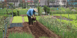 Viewpoint: Changing mindsets — Organic agriculture is less efficient than conventional farming and has a larger carbon footprint