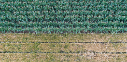 German Green ministers split on relaxing rules on gene editing crops to meet sustainability challenges